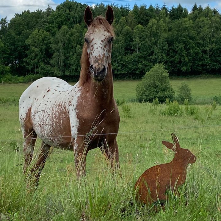 Hare i rusten jern